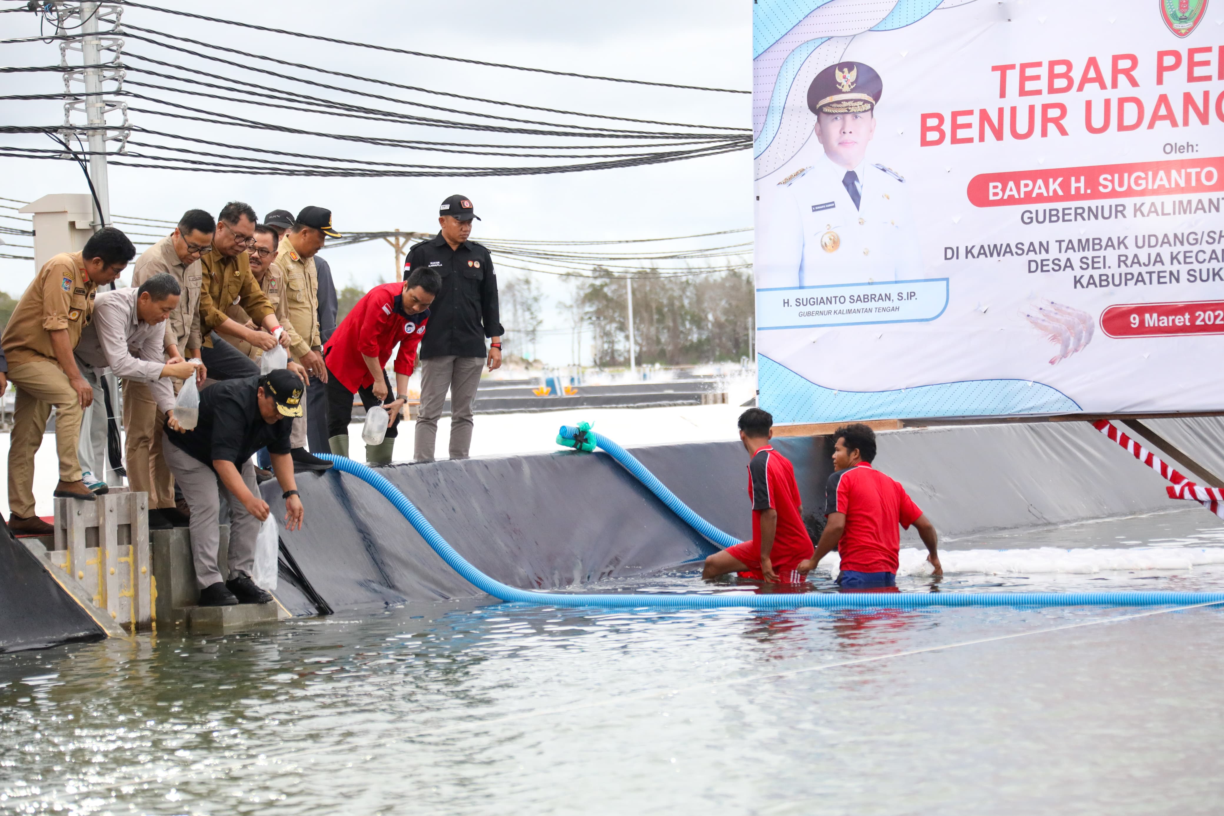 Kadislutkan Prov. Kalteng Darliansjah Dampingi Wagub Kalteng Edy Pratowo Tebar Perdana Benur Udang Vaname Di Shrimp Estate Berkah